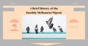 A Brief History of the Humble Melbourne Pigeon