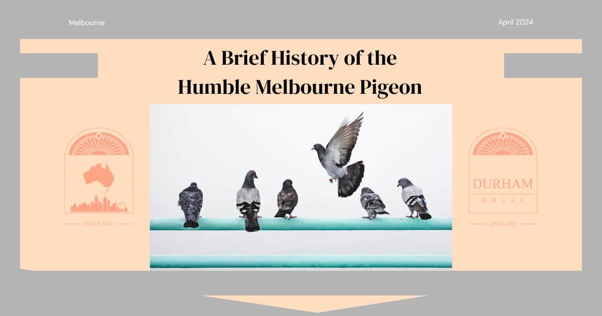 Read more about the article A Brief History of the Humble Melbourne Pigeon