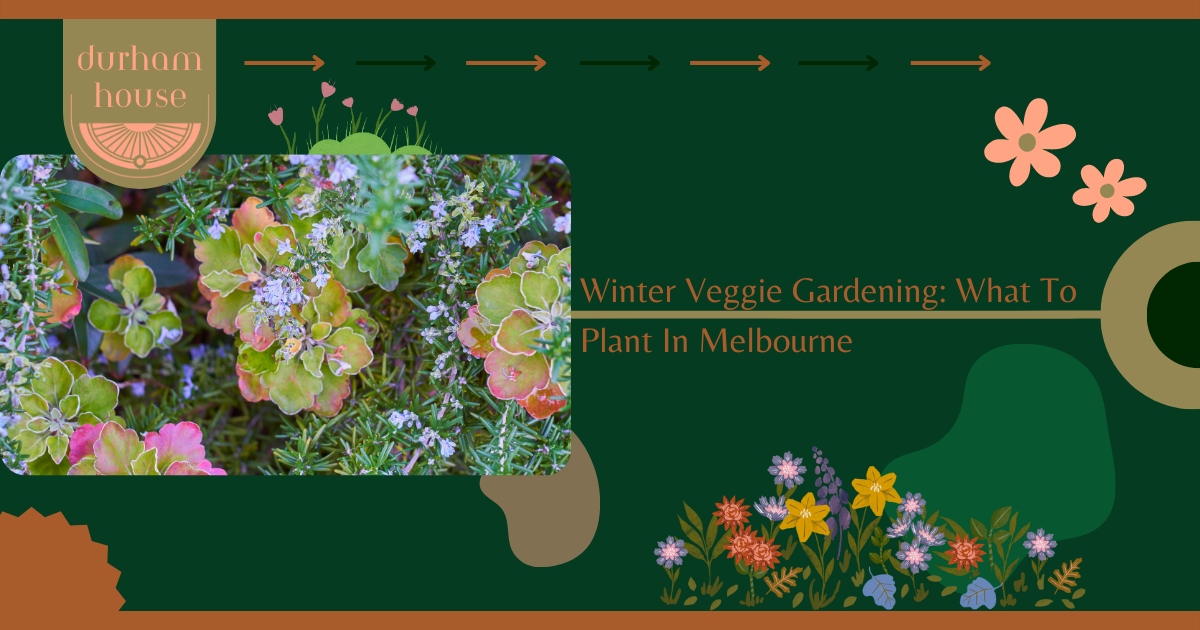 Read more about the article Winter Veggie Gardening: What To Plant In Melbourne