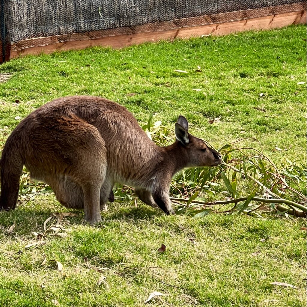 a kangaroo eating leaves in a grassy area at Melbourne Zoo