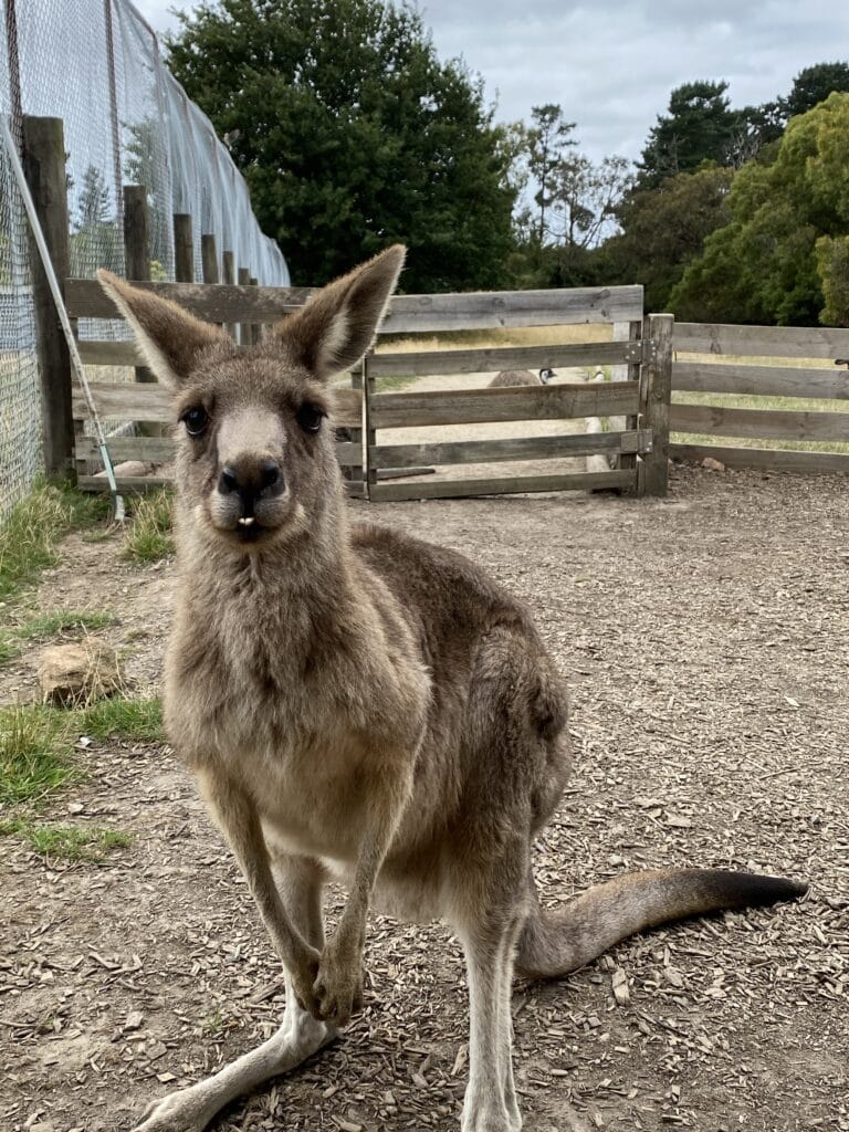 a kangaroo standing on dirt and facing the camera at the Funky Farm