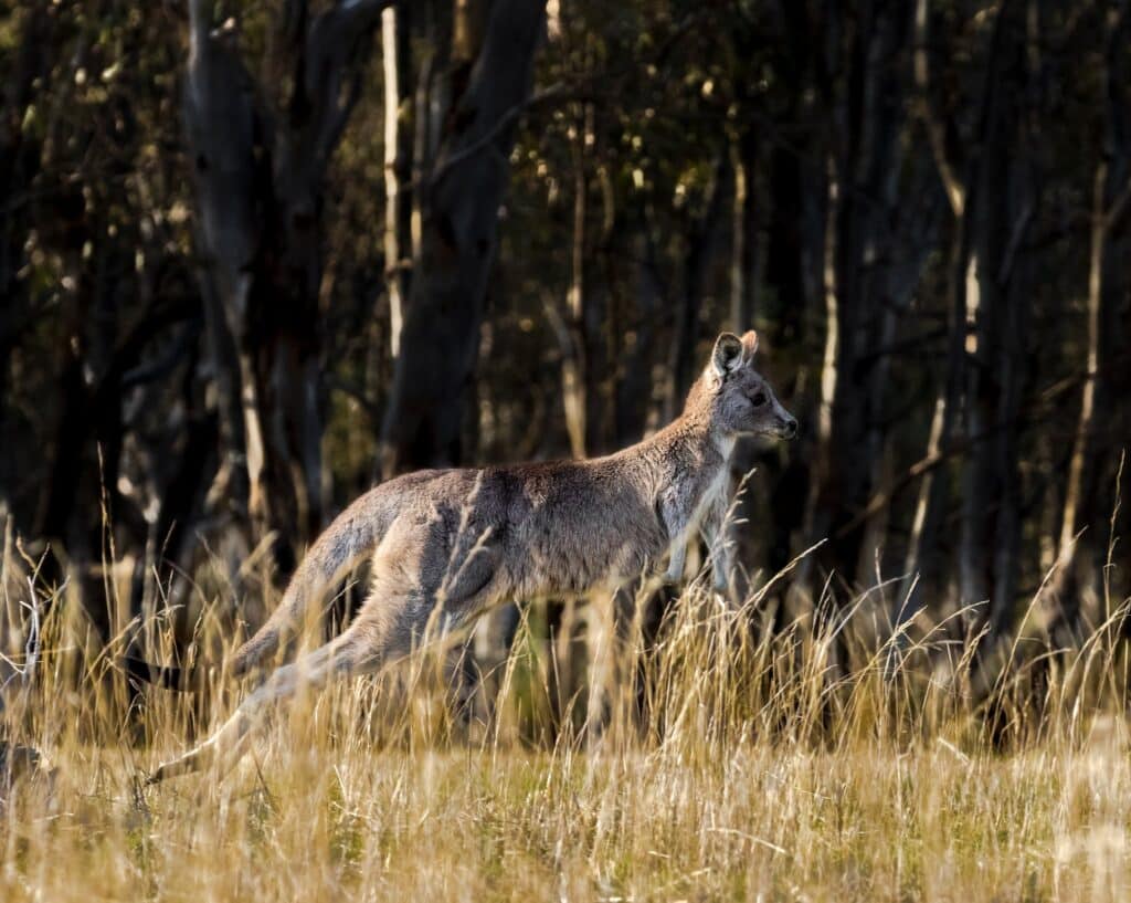 a young kangaroo jumping in a grassy area with trees in the background