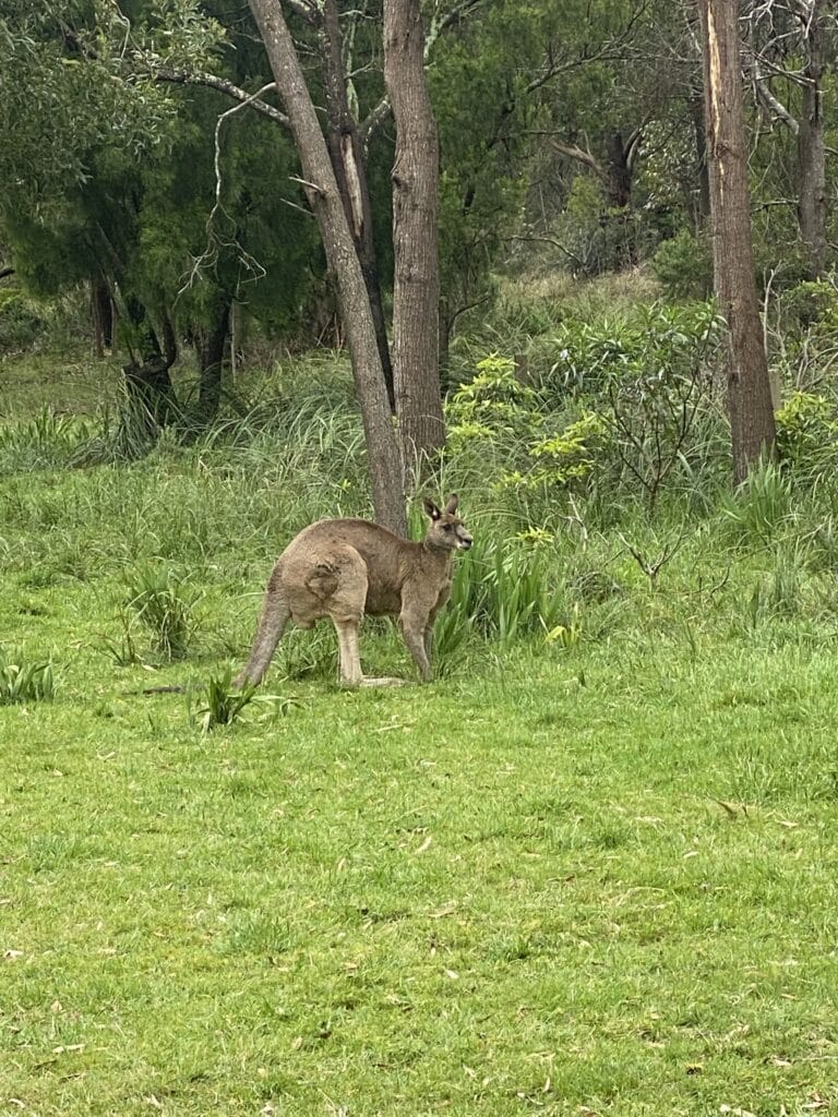 one kangaroo standing in front of a tree in a grassy area at Lysterfield Park