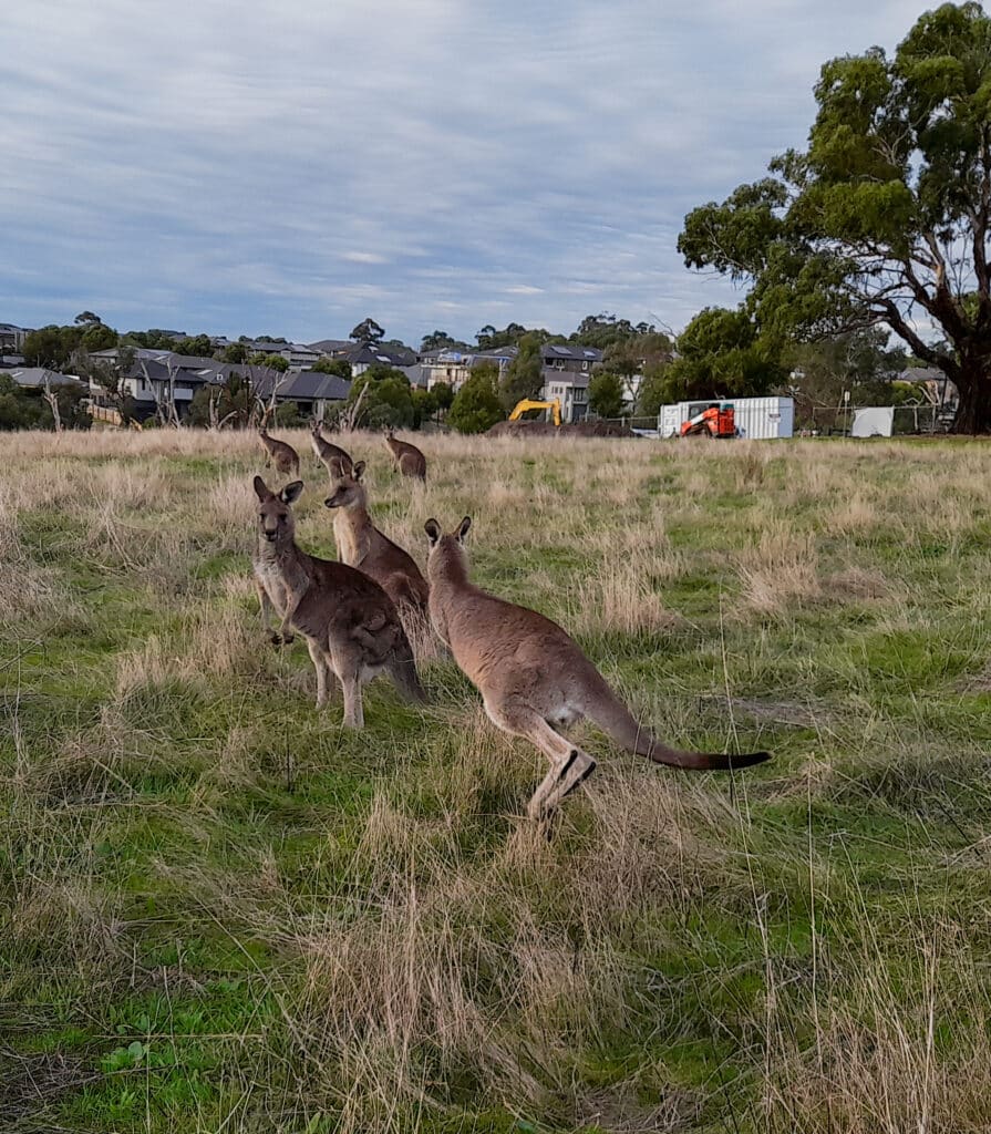 A group of kangaroos standing in a grassy area with houses, a big tree, and two excavators in the background at Plenty Gorge Park