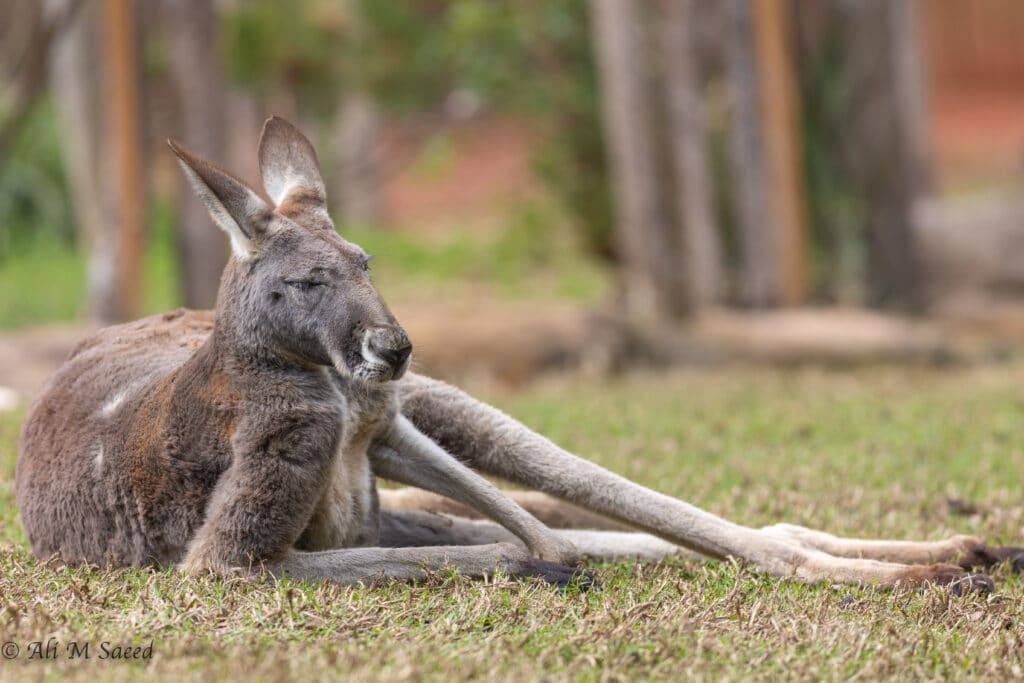 a kangaroo lying down comfortably with eyes closed and legs stretching