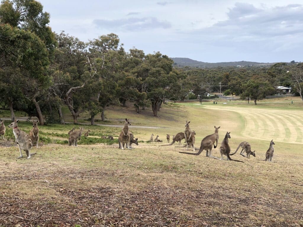 a group of kangaroos standing in a golf field with tress and mountains in the background at Anglesea Golf Club