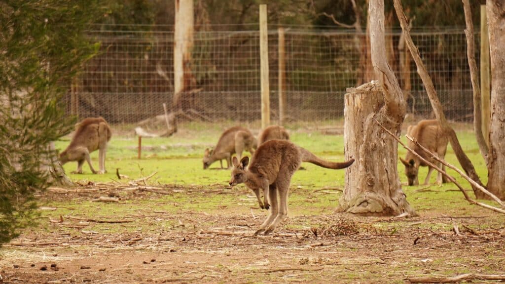 a group of young kangaroos in a fenced area, one is jumping next to a tree trunk, the rest are eating grasses