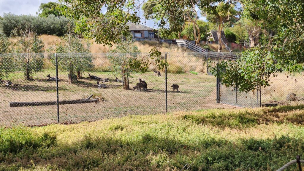 a group of kangaroos in a fenced grassy area surrounding by trees
