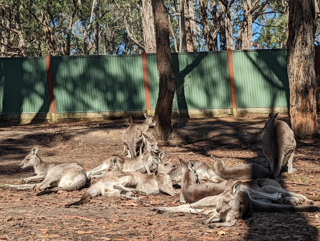 a group of kangaroos lying in the shadow of trees on the ground full of brown fallen leaves