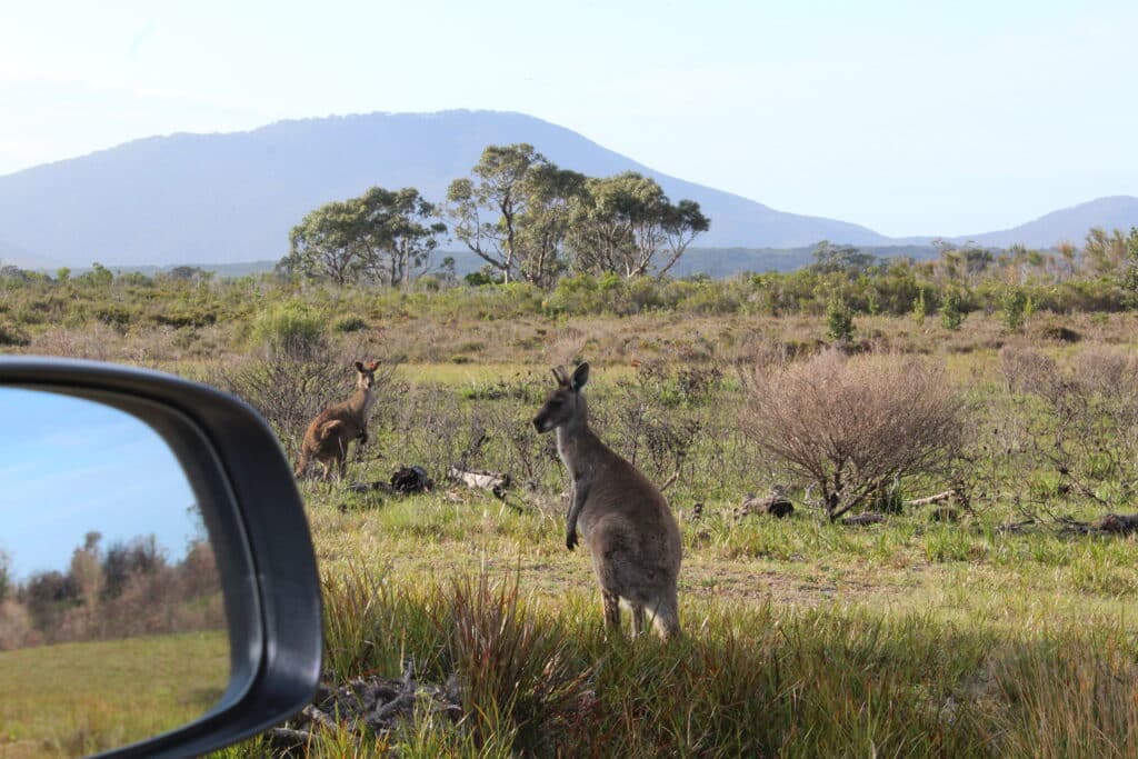 two kangaroos in a grassy field surrounding with mountains and trees at Wilsons Prom