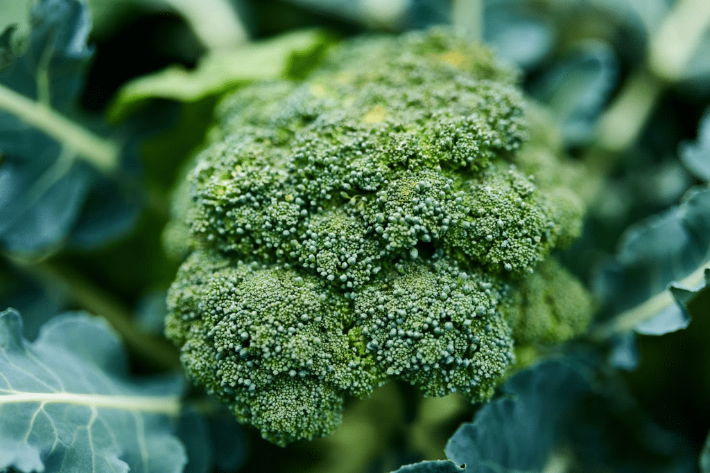a close up of a broccoli plant.