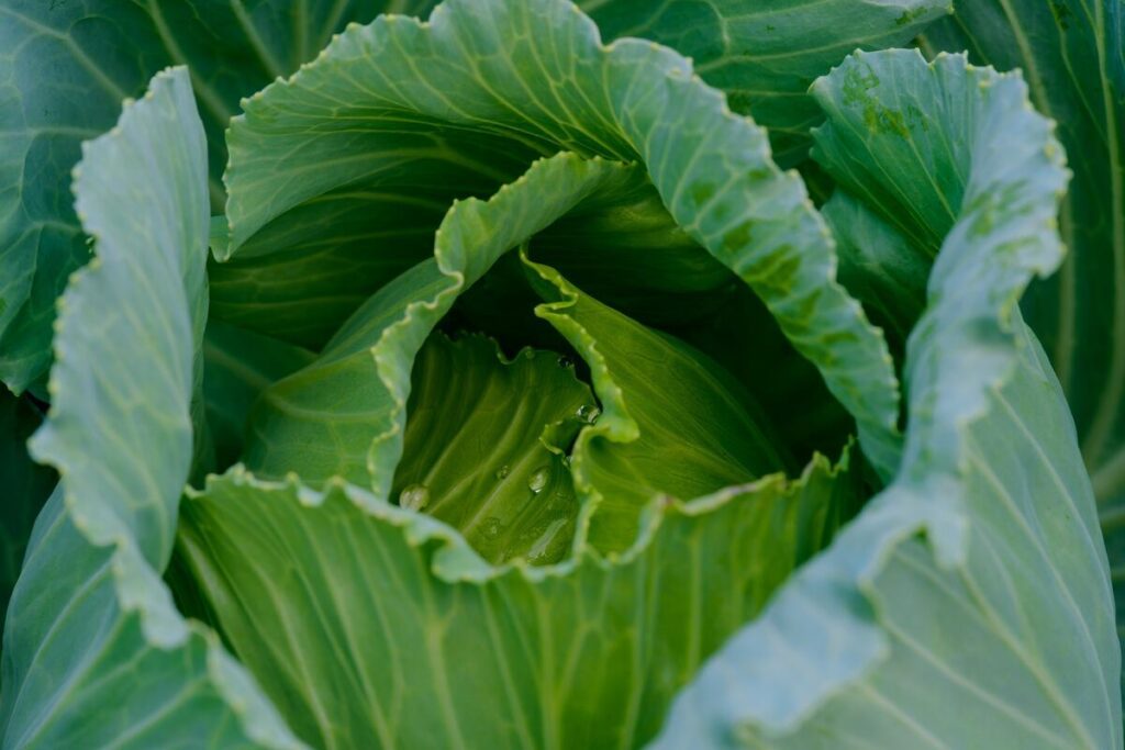 a close up of a green cabbage.