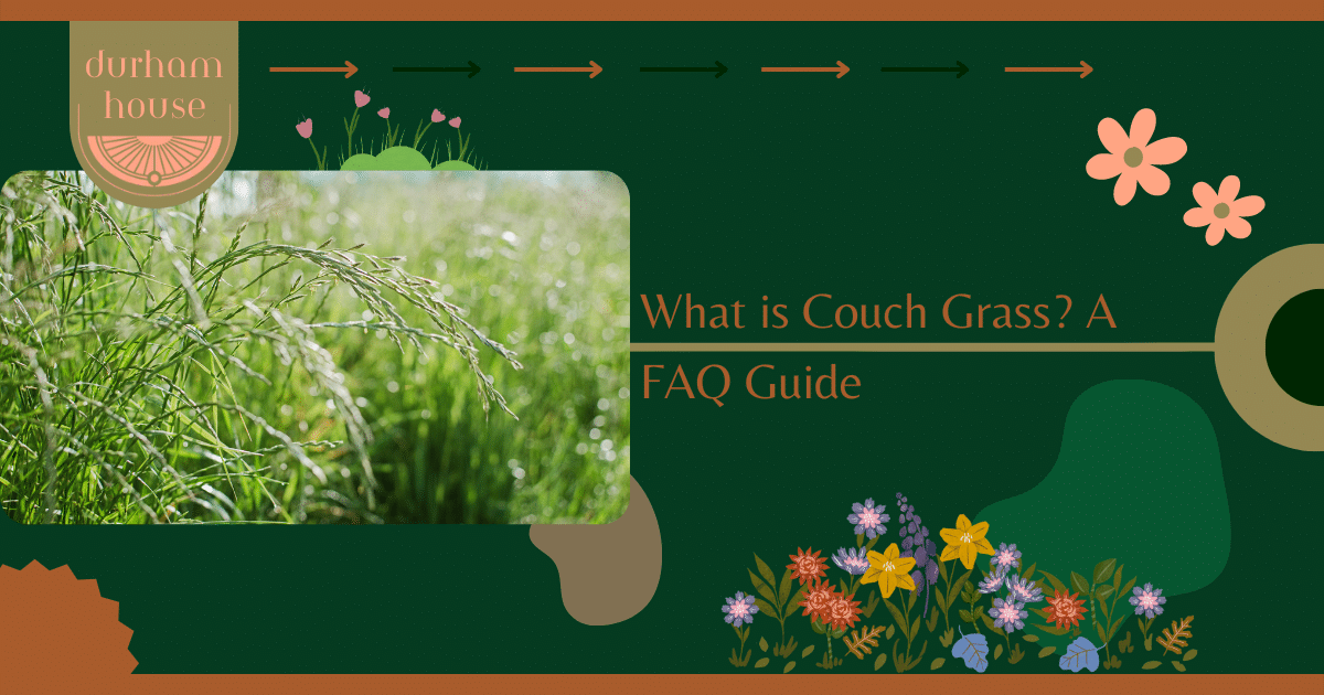 Read more about the article What is Couch Grass? A FAQ Guide
