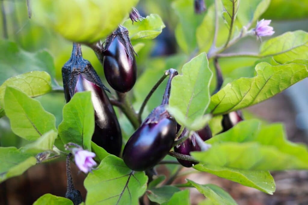 purple eggplants growing on a plant with green leaves.