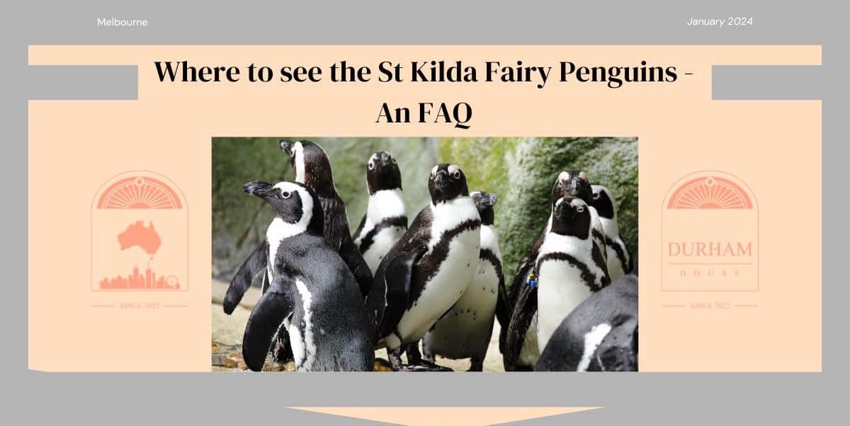 Where to see the St Kilda Fairy Penguins - An FAQ