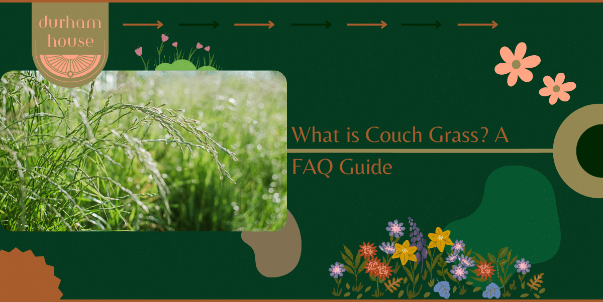 couch grass 1