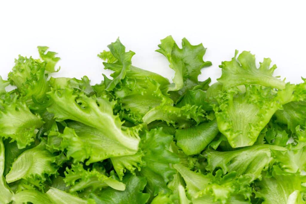 green lettuce on a white background.