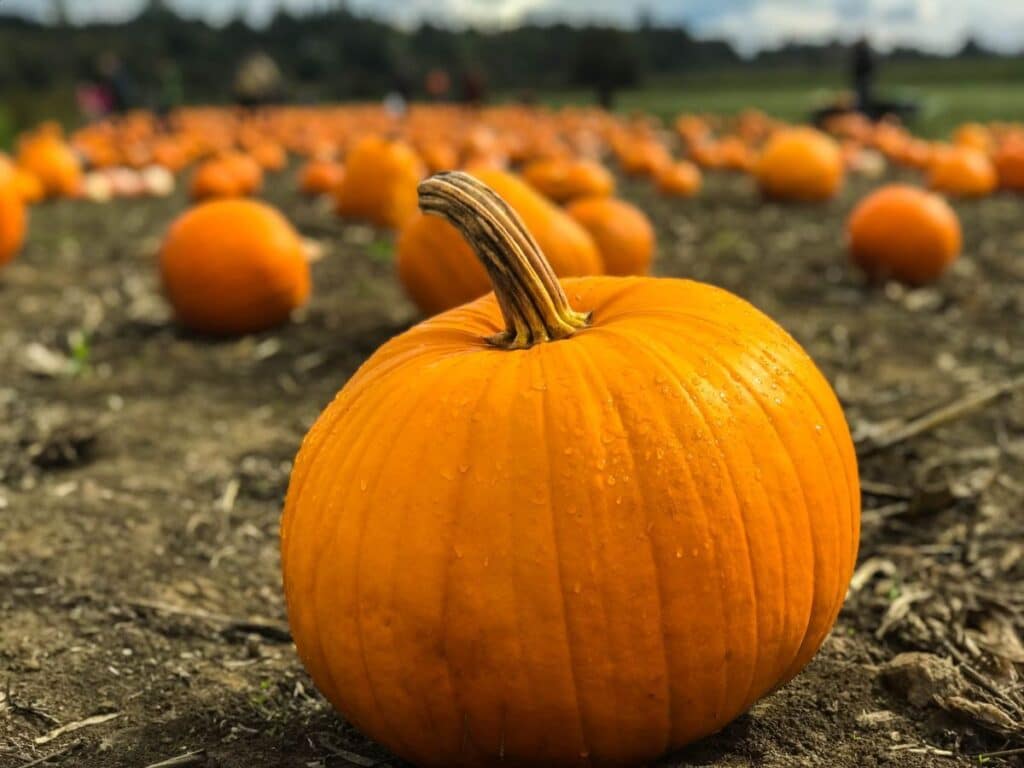 a group of pumpkins in a field.