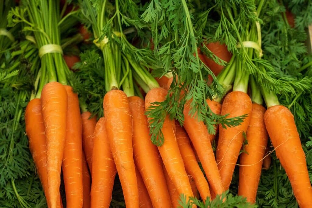 a bunch of carrots.