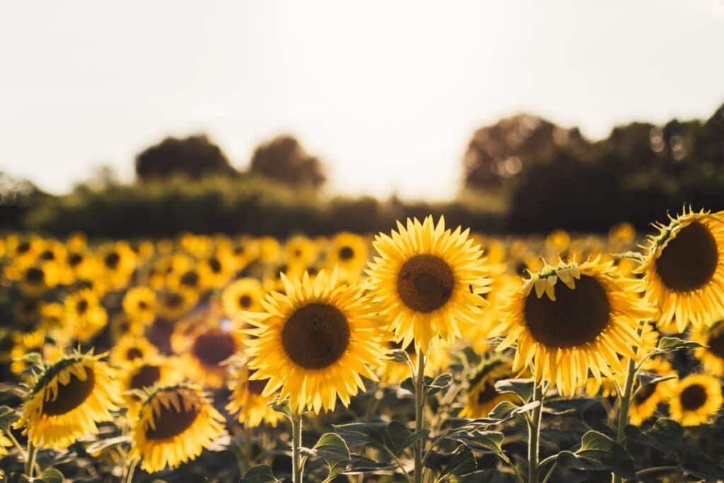 a field of sunflowers in the sun.