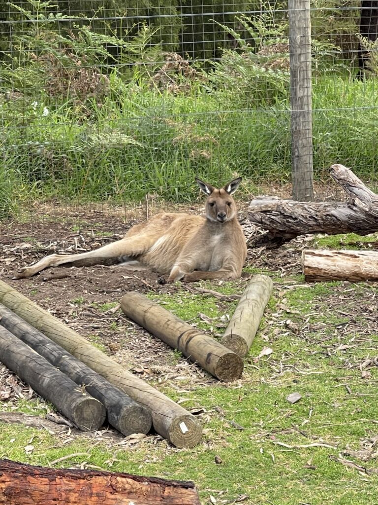 a kangaroo lying on a dirt in a fenced area with grass and logs at Moonlit Sanctuary