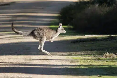 a young kangaroo jumping across the road at the you yangs