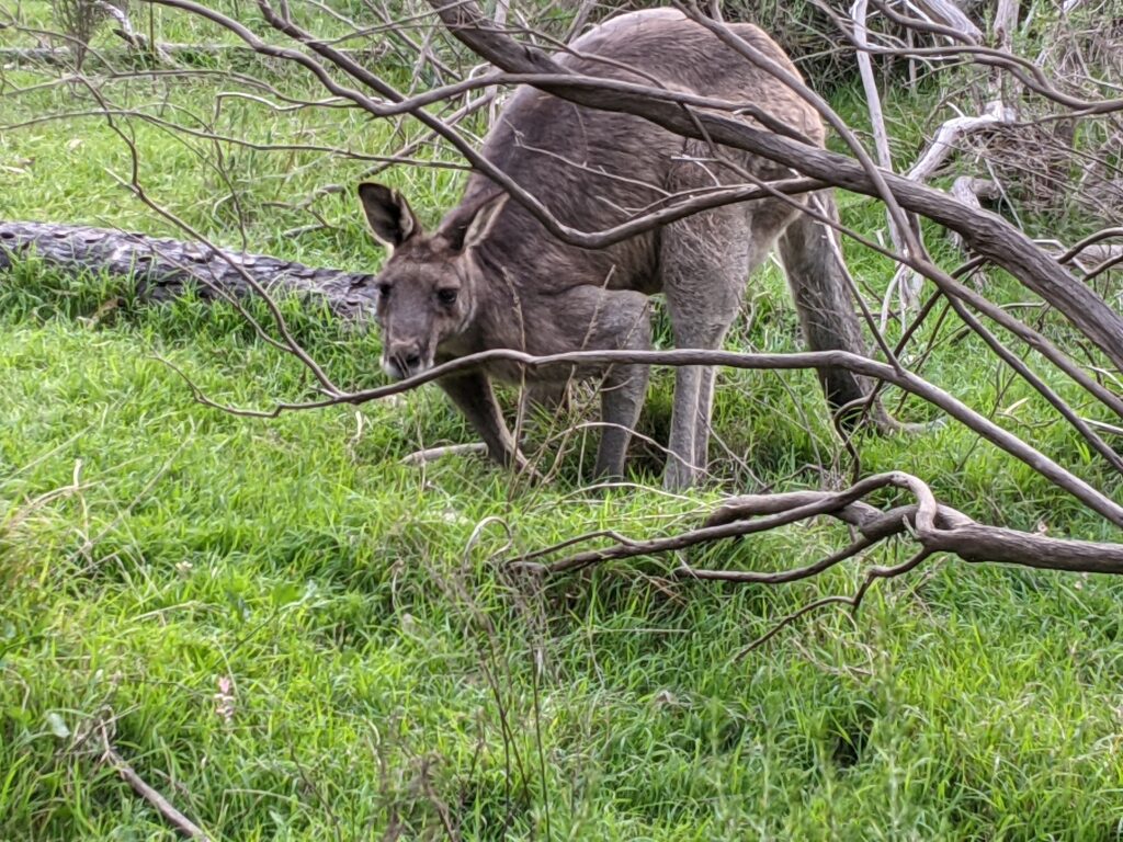 a close up of a kangaroo standing behind branches in a grassy area at Gresswell Forest