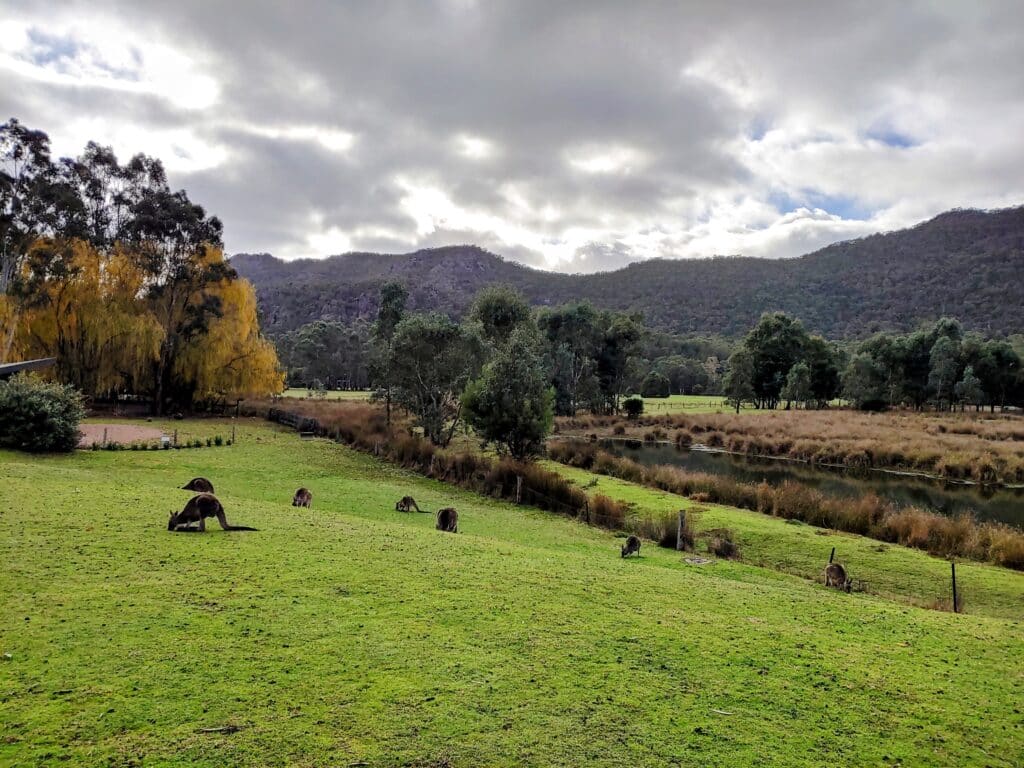 a group of kangaroos in a grassy field surrounding by bushes and trees with mountains in the background at halls gap